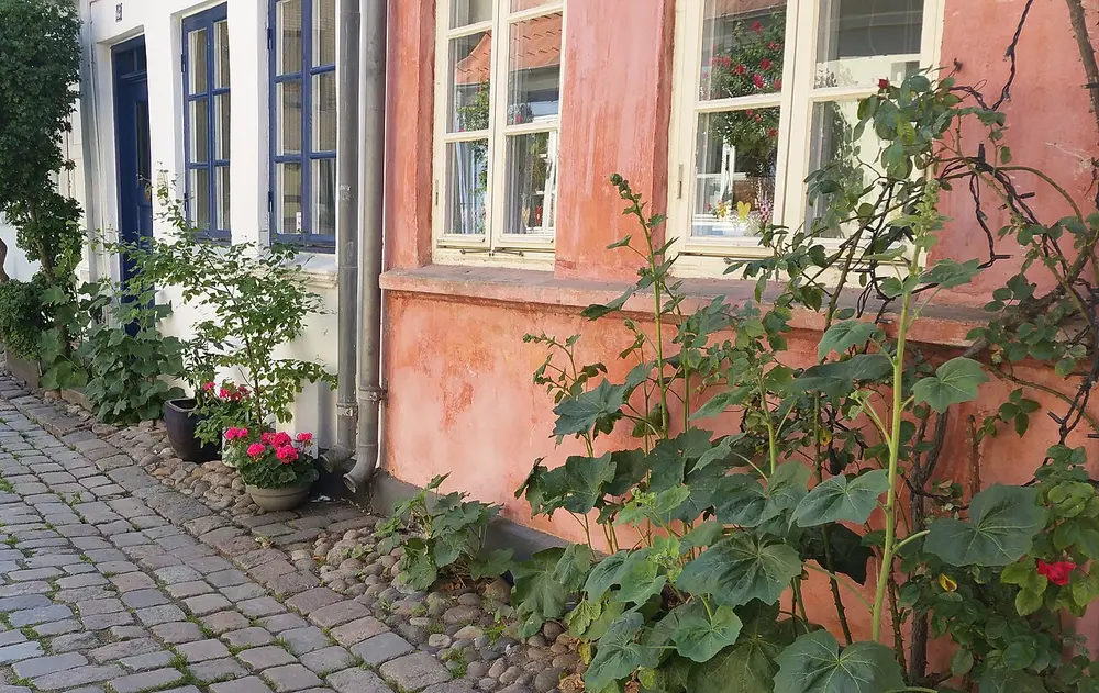 Twee geveltuintjes langs een gevel met roze en witte muren, waar twee regenpijpen uitkomen in een strook keien en planten naast de kasseien van de stoep