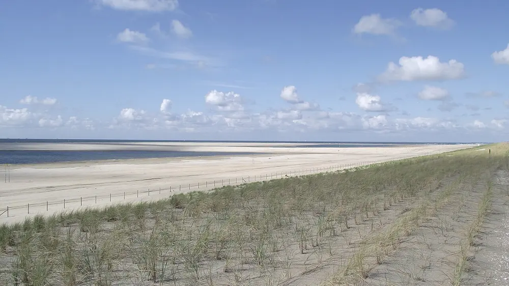 Breed, vlak strand met in de verte een ondiepe lagune en zee, op de voorgrond een zandige helling met rijen net aangeplant helmgras en een laag hekwerk langs het strand